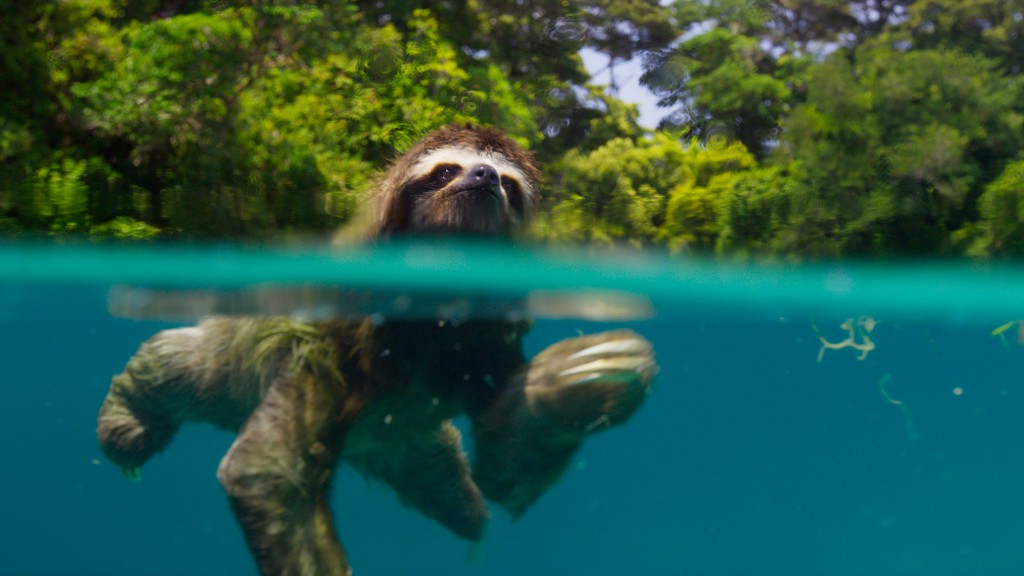 Sloths are adept swimmers, as this pygmy three-toed sloth demonstrates. Found only on the tiny island of Escudo de Veraguas, Panama, the pygmy sloth is the smallest of all sloth species and is considered endangered.
